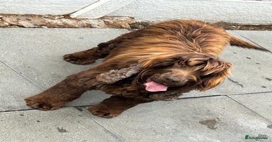 Cocker Spaniel dogs - Advert 5
