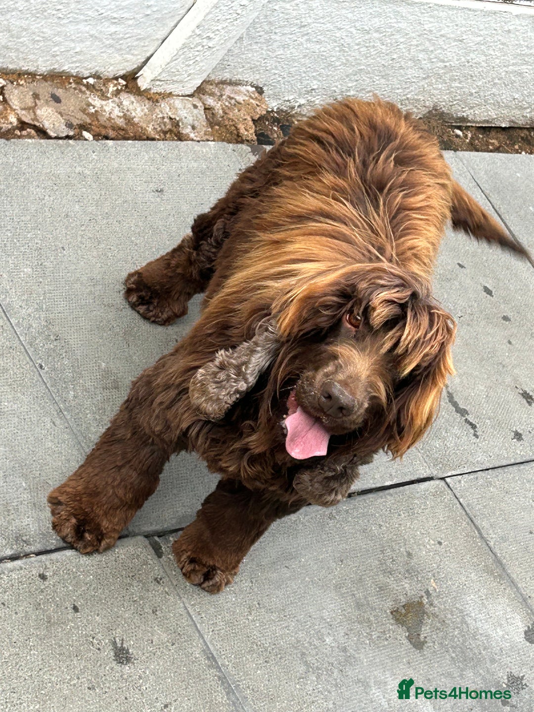 Cocker Spaniel dogs for sale: 🐾🐶 SHOW TYPE COCKER SPANIELS🐶🐾 - Image 3