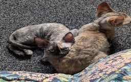 Devon Rex cats for sale: Tortie Devon Rex Female - Image 6