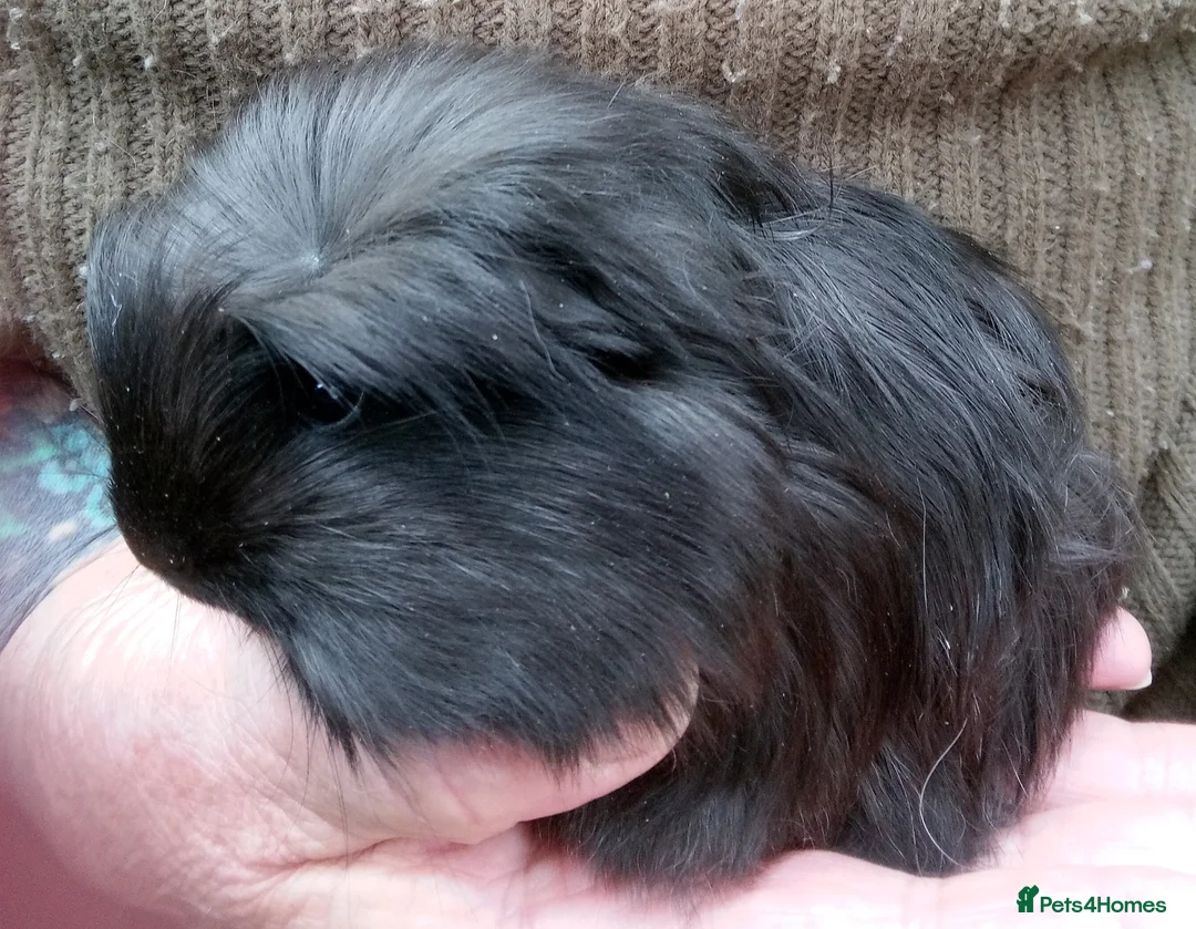 Guinea Pig rodents for sale: Long coated Sheltie  - Advert 2