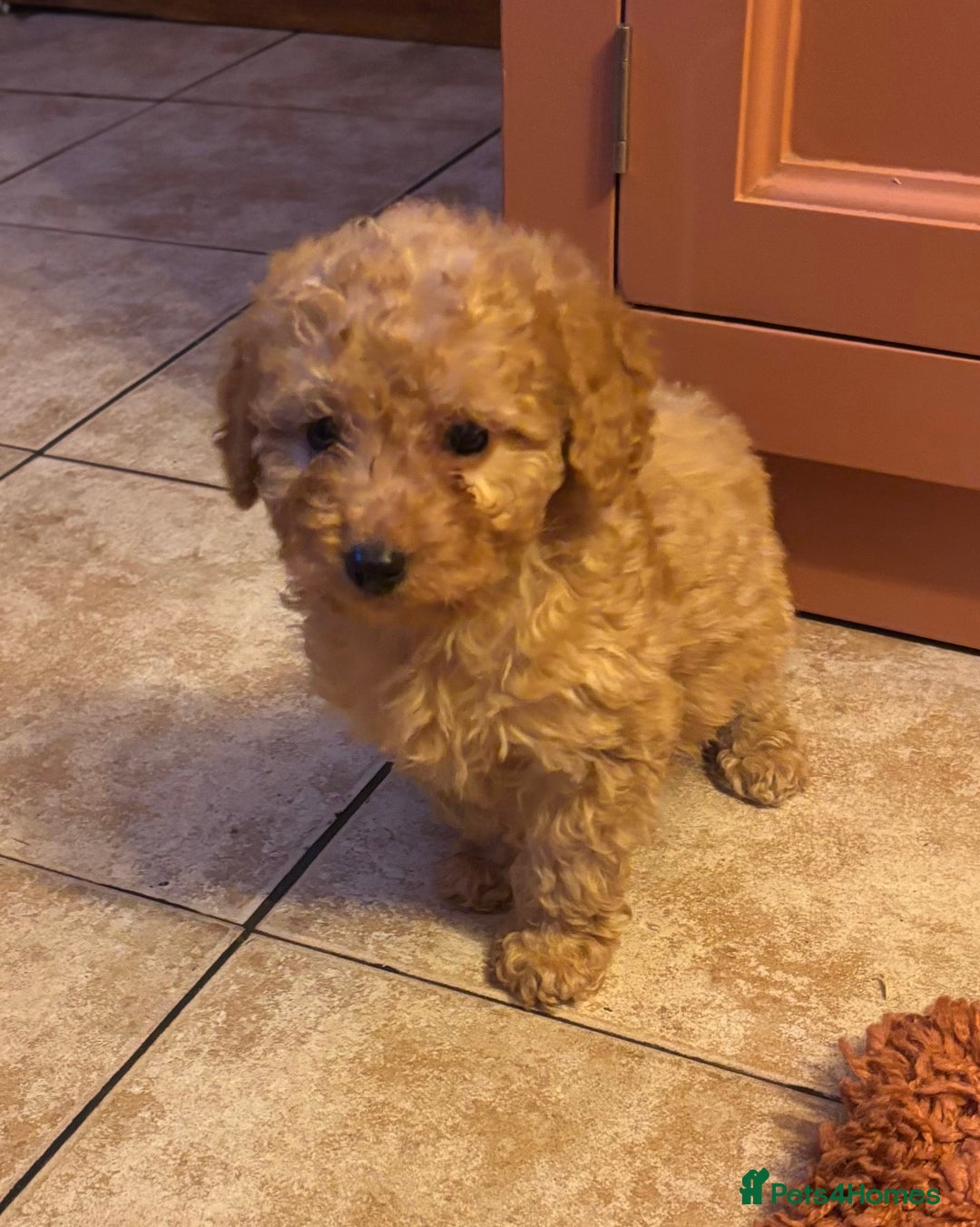 Cockapoo dogs for sale: Cockerpoo beauties - Advert 9