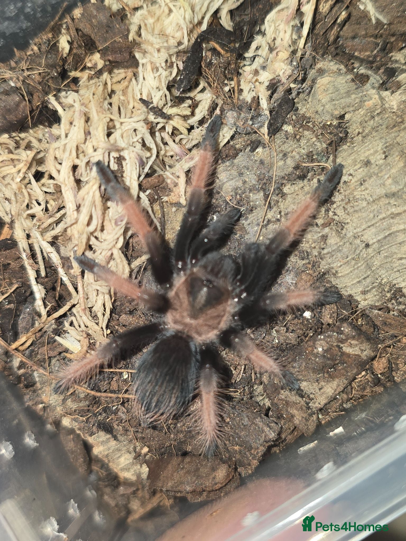 Tarantulas invertebrates Tarantula list - Advert 2