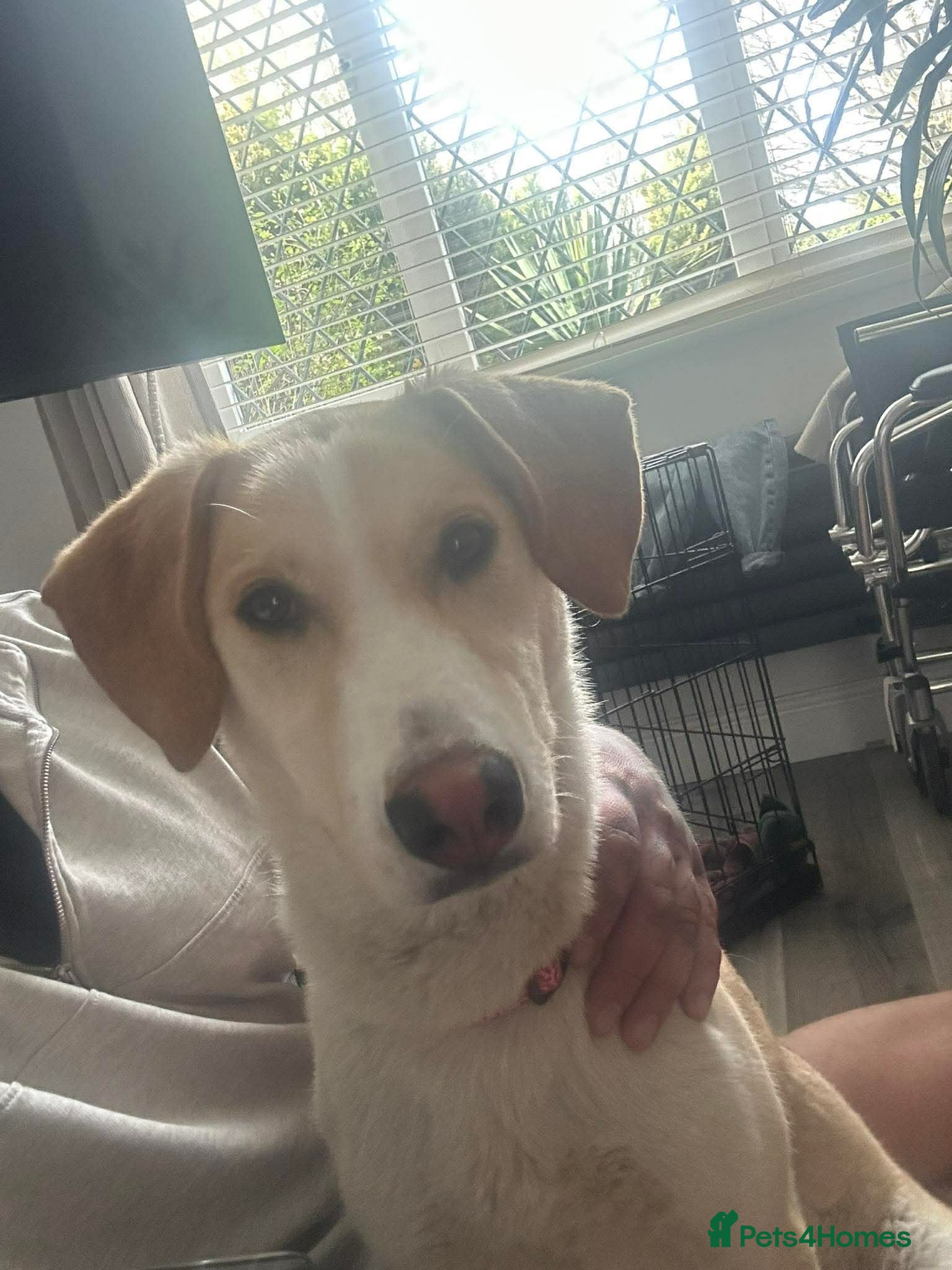 Mixed Breed dogs Poppy - Advert 11