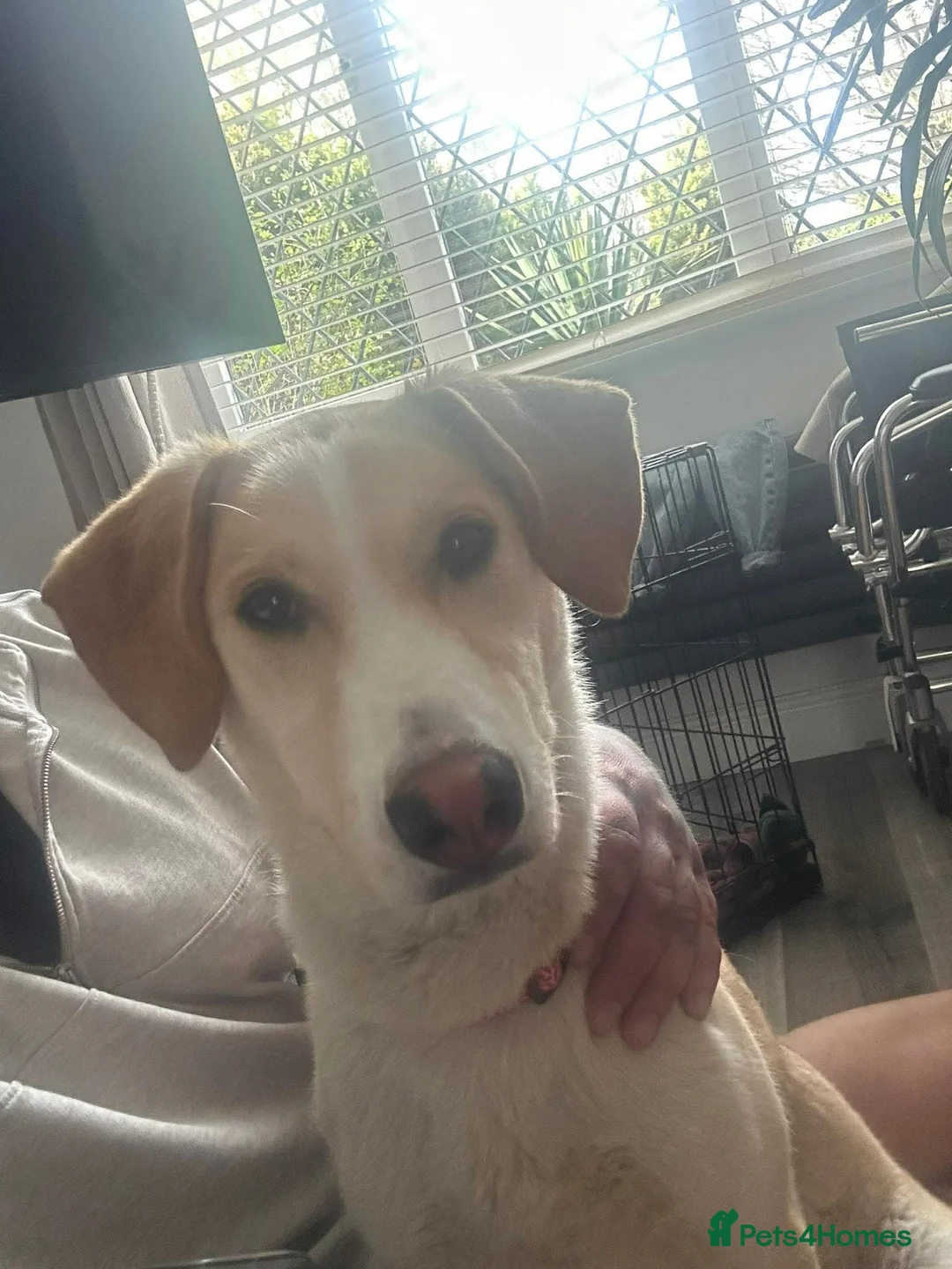 Mixed Breed dogs for sale: Poppy in Leicester - Advert 1