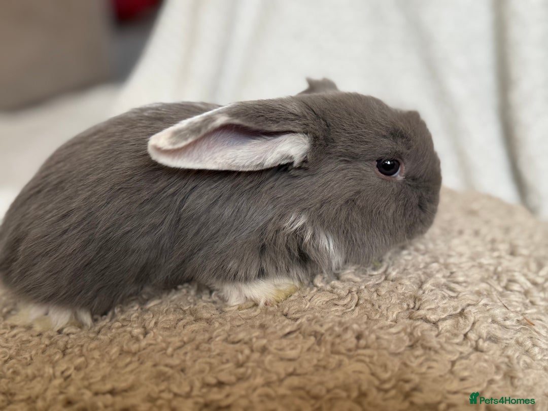 French Lop rabbits for sale: ❤️ Hand Raised French Lop Babies - Advert 14