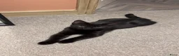 Mixed Breed cats for sale: Black female cat - free in Belper - Advert 2