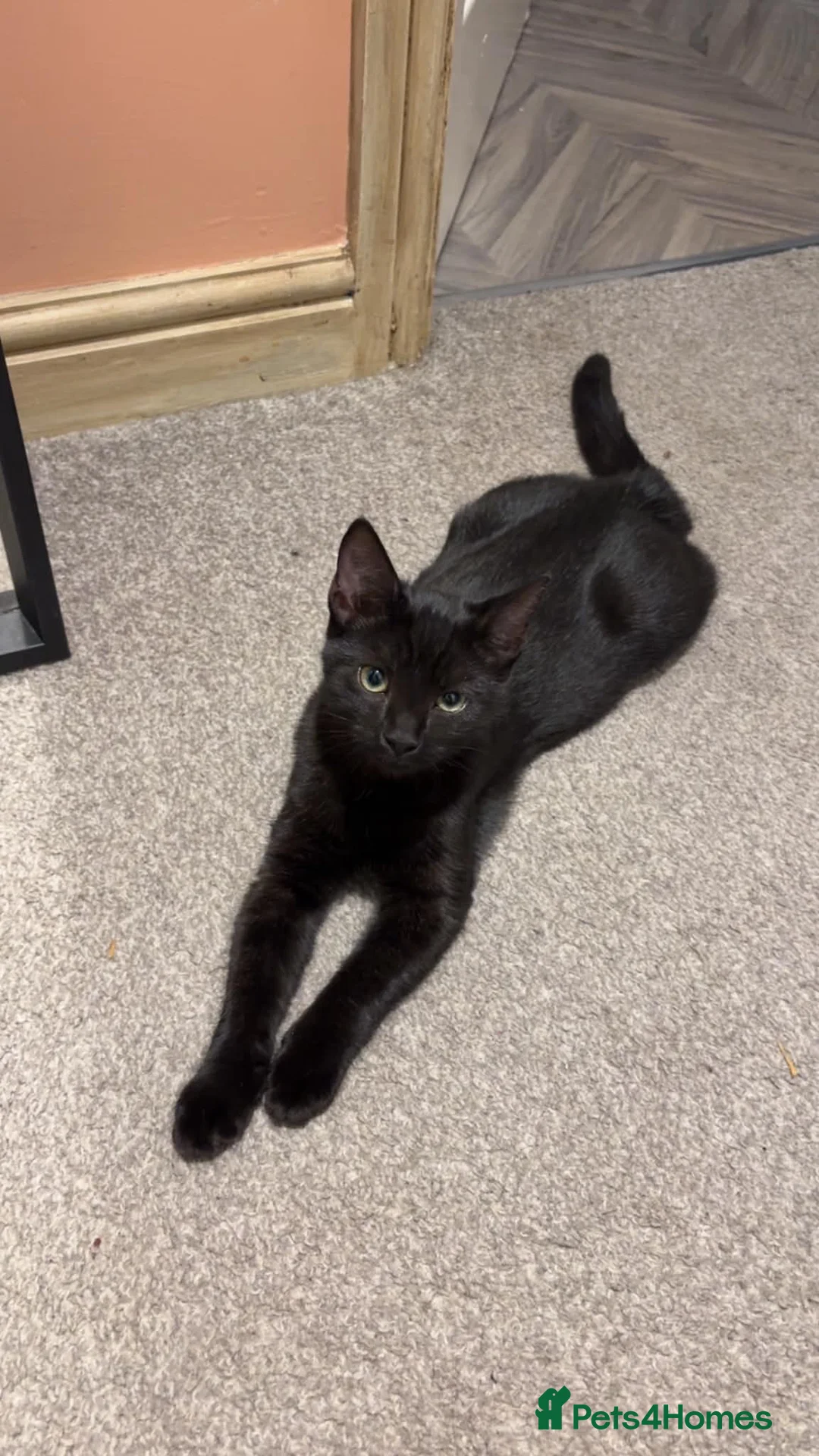Mixed Breed cats for sale: Black female cat - free in Belper - Advert 2