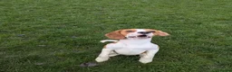 Beagle dogs for stud: Baxter - 2 Year Old Beagle for Stud - Advert 2