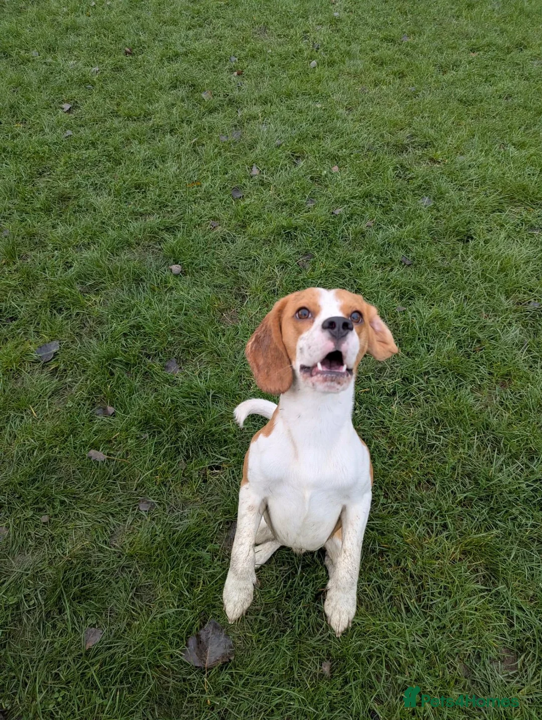 Beagle dogs for stud: Baxter - 2 Year Old Beagle for Stud - Advert 2