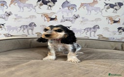 Cocker Spaniel dogs for sale: Beautiful show litter Cockers ready now - Image 11