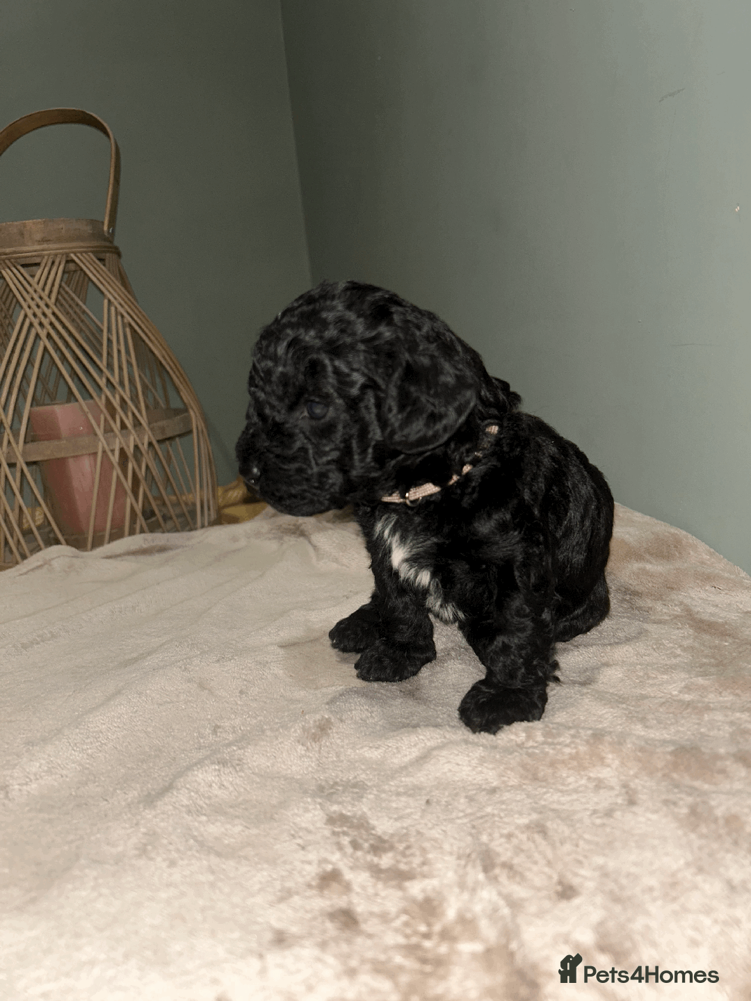 Cavachon dogs for sale: F1 CAVAPOOCHON PUPPIES  - Advert 8