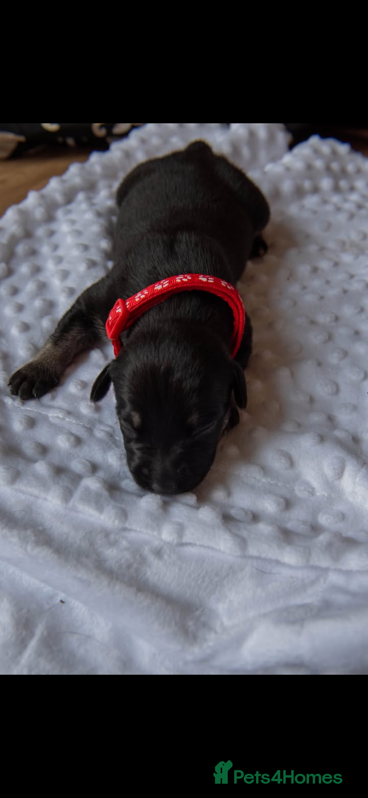Mixed Breed dogs Beautiful staff cross puppies  - Advert 4