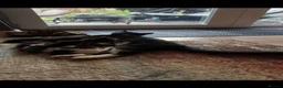 Mixed Breed cats for sale: Mixed breed black and white kittens - Advert 8