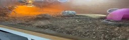 Tortoise reptiles for sale: Sulcatas tortoise and enclosure  in Southend-on-Sea - Advert 8