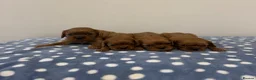 Cavalier King Charles Spaniel dogs for sale: Cavalier King Charles Ruby Puppys - Advert 3