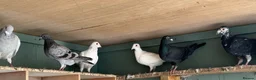 Pigeons birds for sale: Pigeons  - Advert 5
