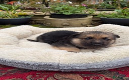 German Shepherd dogs for sale: German Shepherd puppy for sale - Image 5
