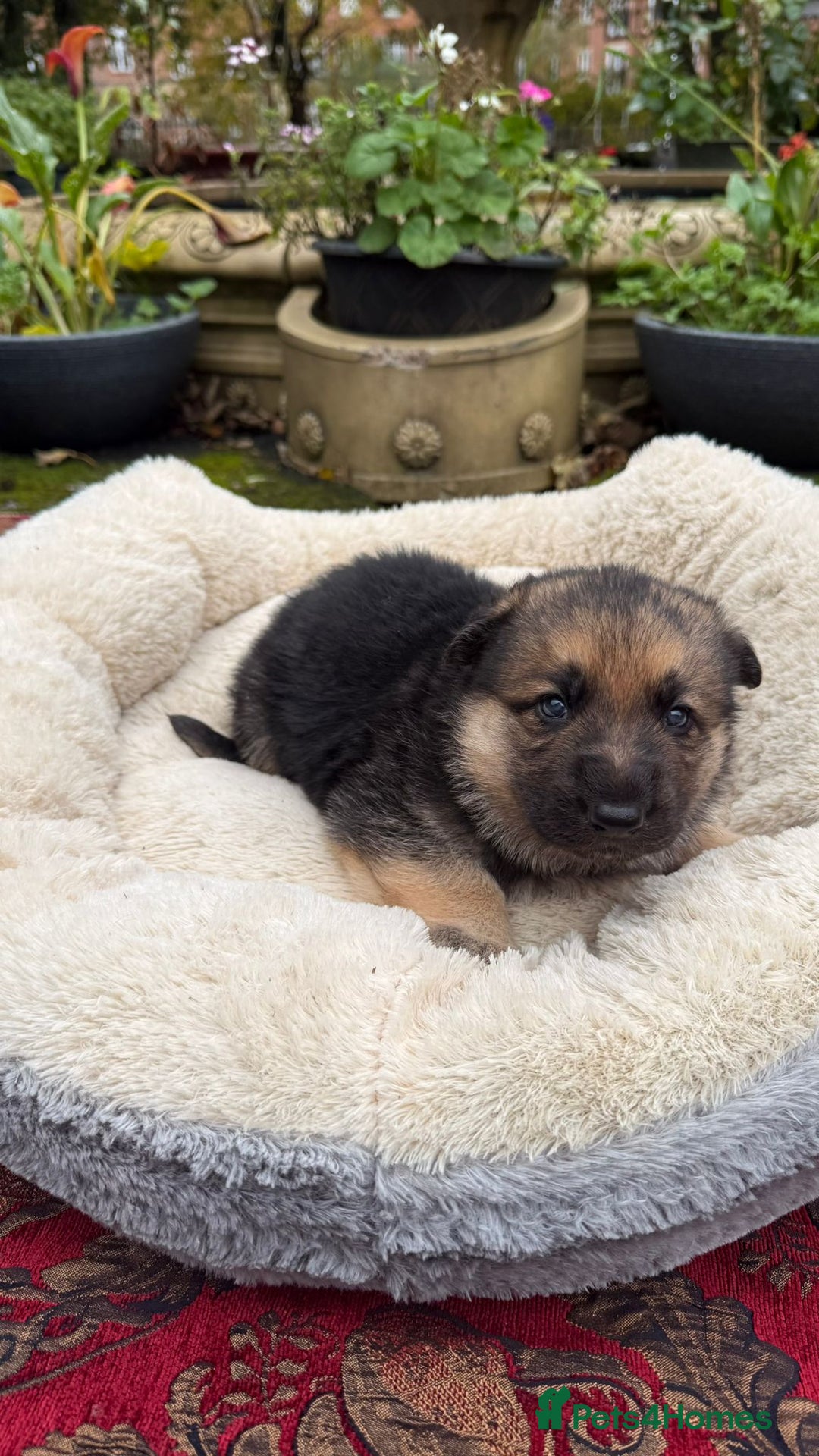 German Shepherd dogs for sale: German Shepherd puppy for sale - Image 5