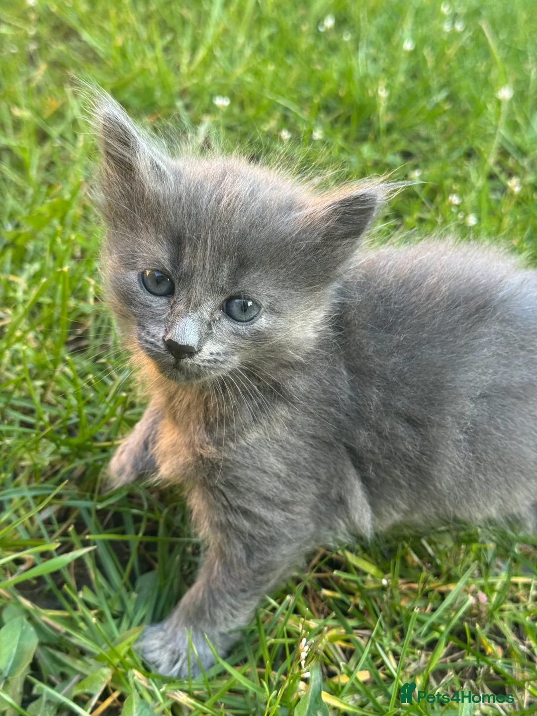 British Longhair cats for sale: British Longhair kitten in Coventry - Advert 2