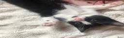 Domestic Shorthair cats for sale: Black and white domestic short hair boy kittens in Buxton - Advert 12