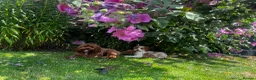 Cavapoo dogs for sale: Stunning F1b Cavapoo puppies- 5* licensed - Advert 13