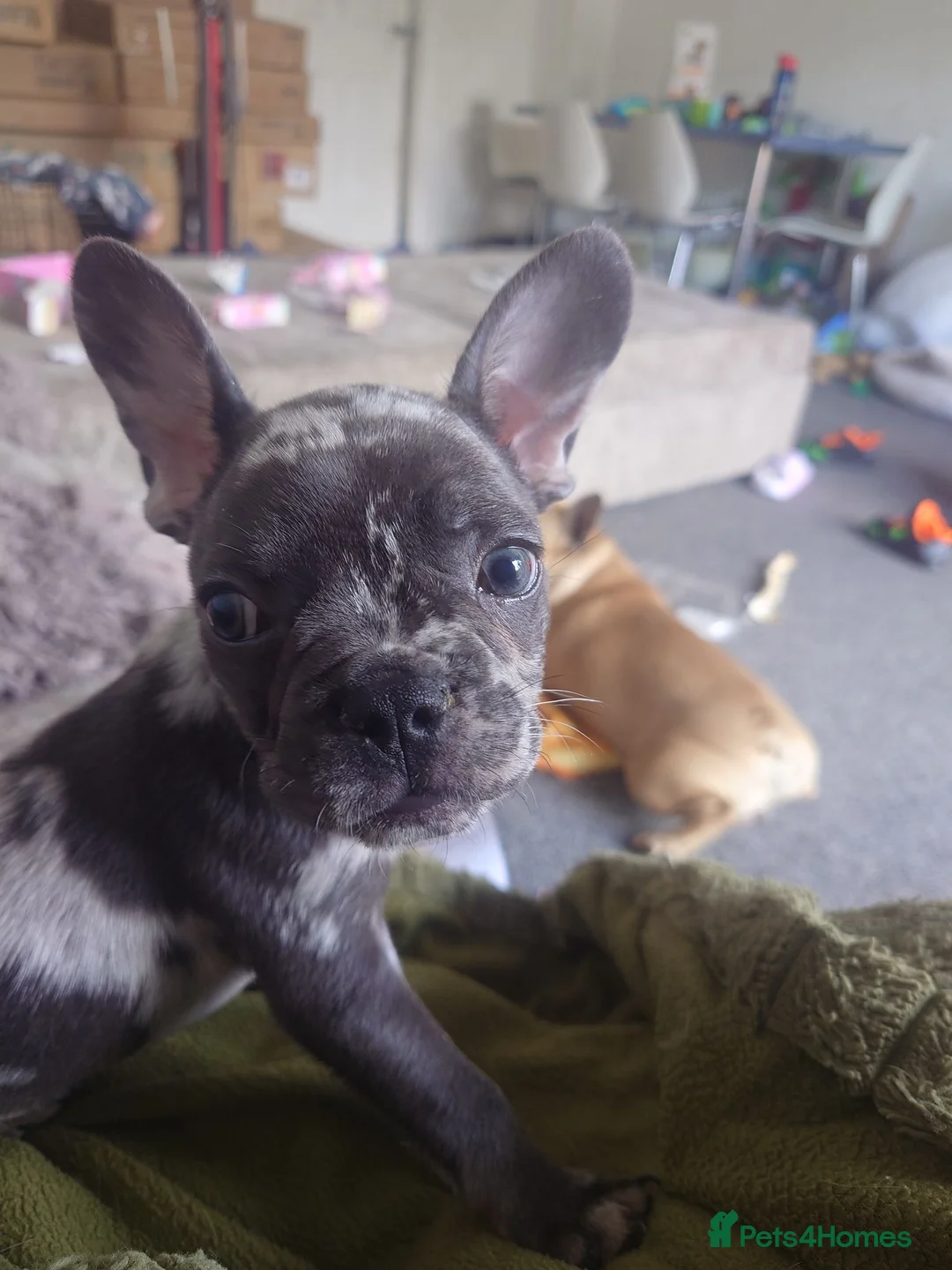 French Bulldog dogs for sale: Smudge  in Newbury - Advert 2