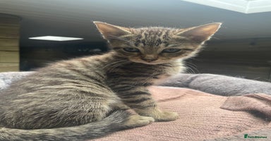 Mixed Breed cats - Advert 7