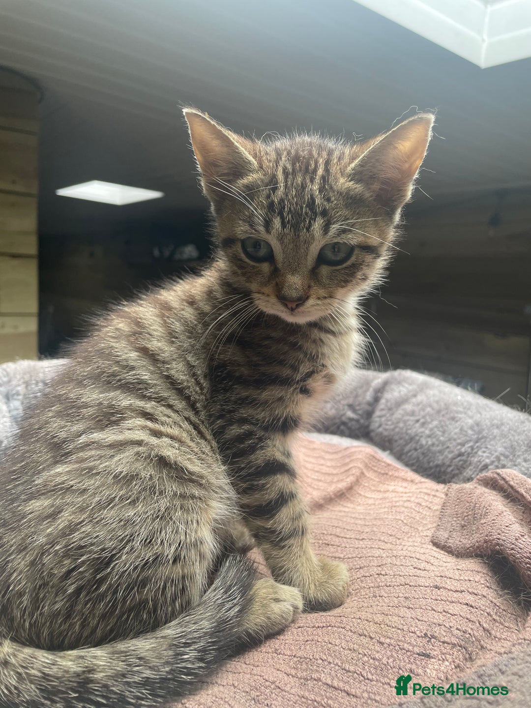 Mixed Breed cats for sale: One baby boy tabby - Image 2