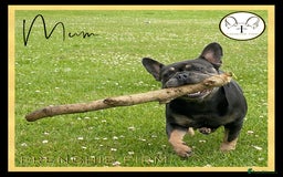 French Bulldog dogs for sale: *Platinum* KC Litter Only 2 Boys Left Lilac & Tan - Image 7