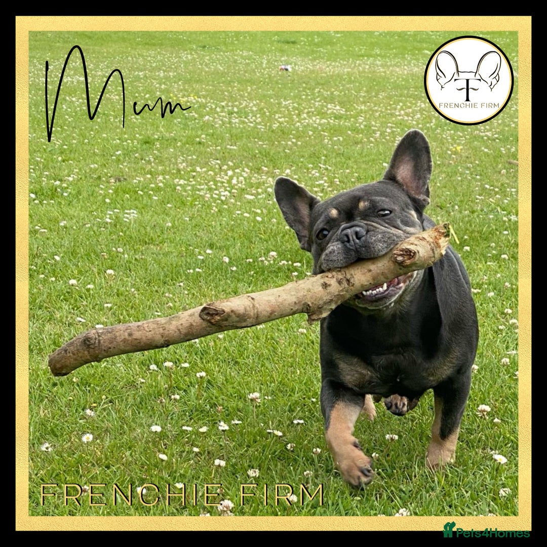 French Bulldog dogs for sale: *Platinum* KC Litter Only 2 Boys Left Lilac & Tan - Image 7