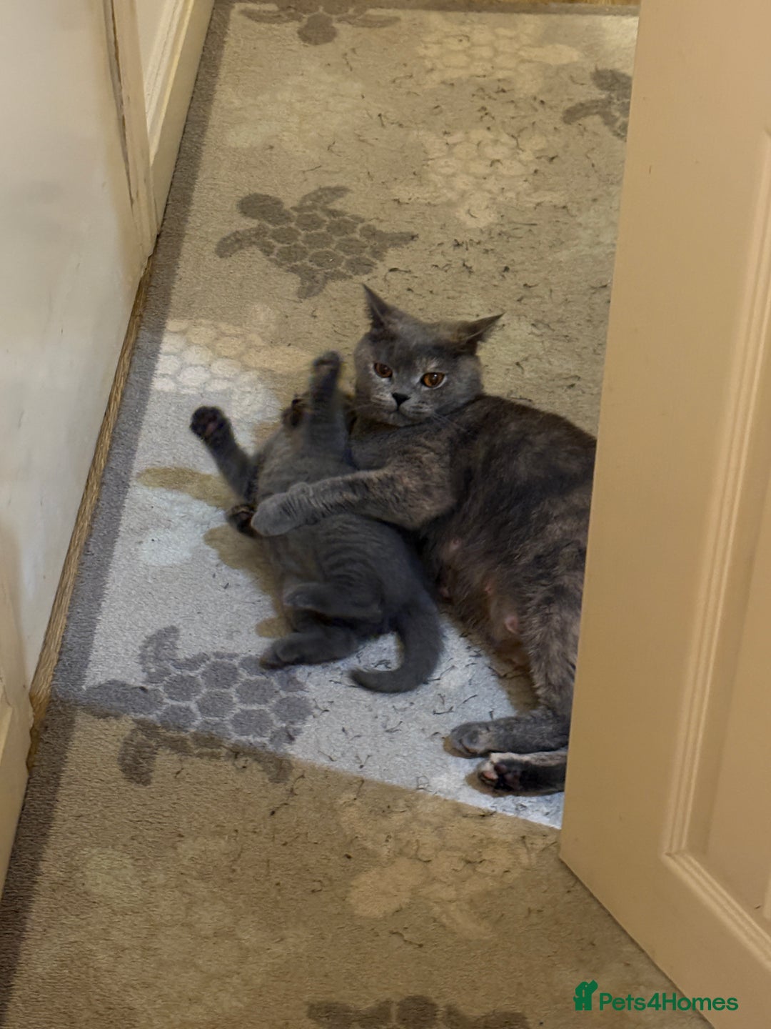 British Shorthair cats for sale: British Shorthair Blue-Grey Girl Kitten - Advert 14