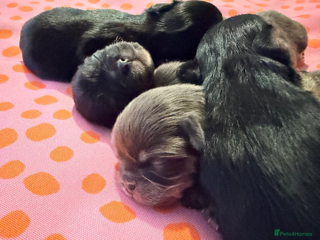 Mixed Breed dogs for sale: Adorable Tini malchi puppies  - Advert 10