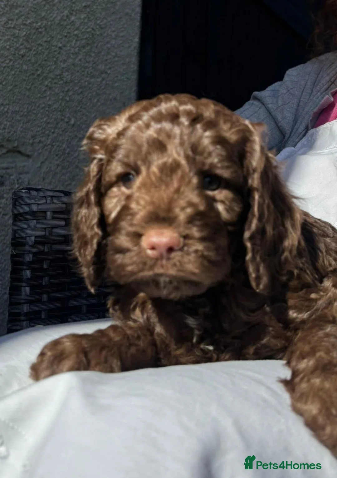Cockapoo dogs for sale: 🩷💙 Adorable cockapoo pups🐶  - Advert 9