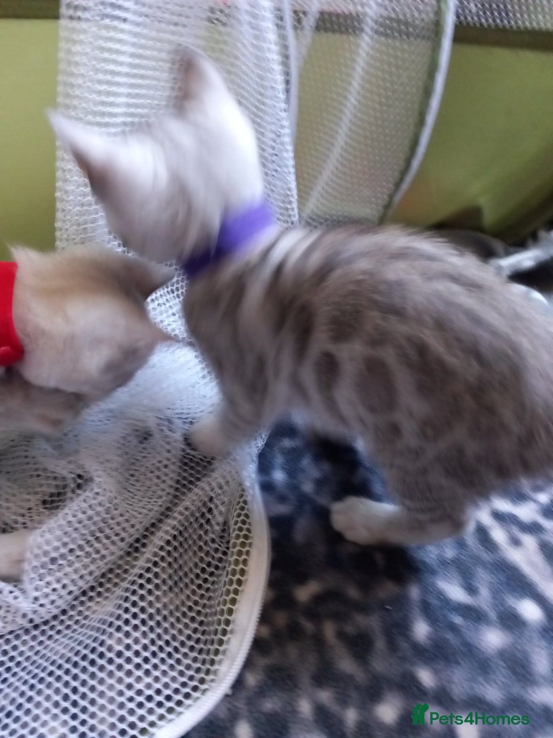 Bengal cats for sale: 5 Beautiful Bengals - Advert 6