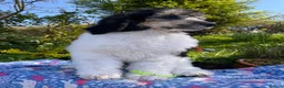 Standard Poodle dogs for sale: Standard poodle Fully vac Ready Now 1BOY LEFT  - Advert 9