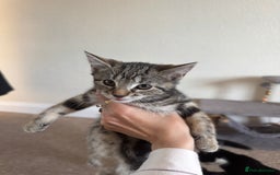 British Longhair cats for sale: Kittens for sale  - Image 1