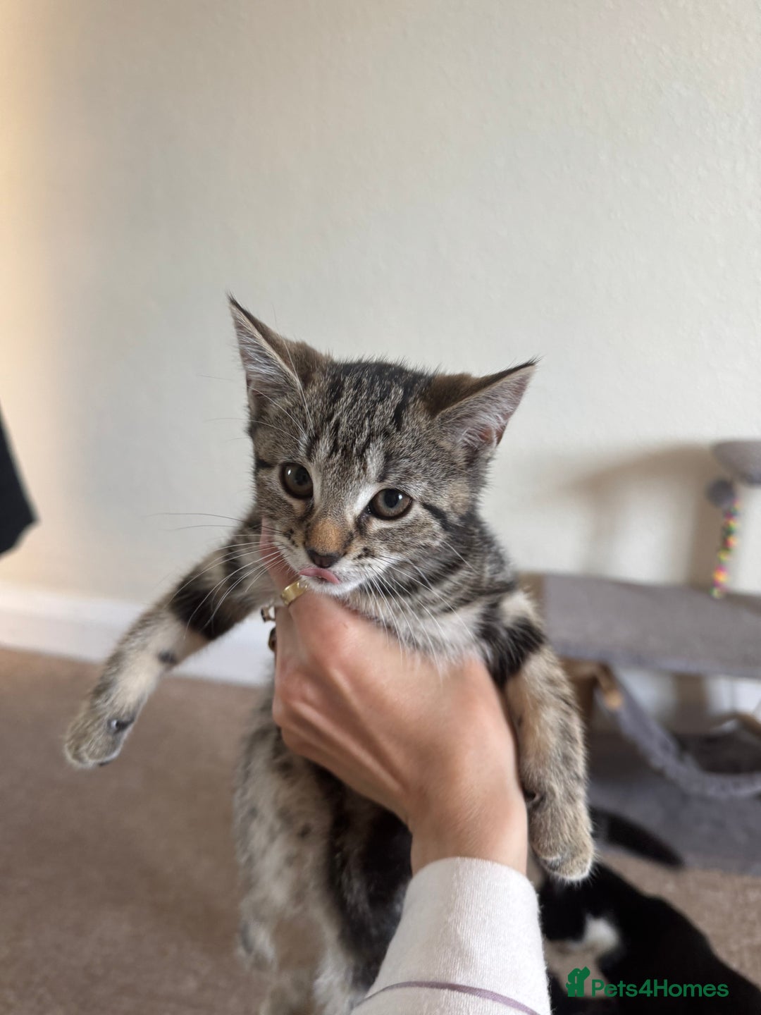 British Longhair cats for sale: Kittens for sale  - Image 1