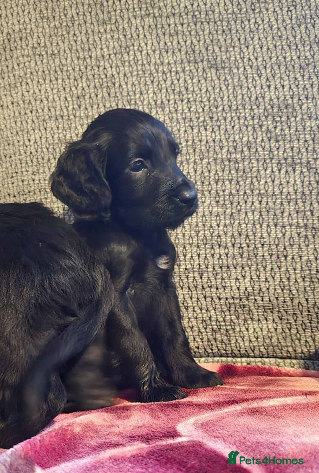 Cocker Spaniel dogs for sale: KC Registered Cocker Spaniel Puppies - Advert 9