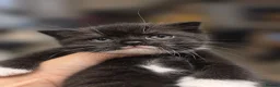 Mixed Breed cats for sale: mixed breed tuxedo kittens - 1 male and female - Advert 8