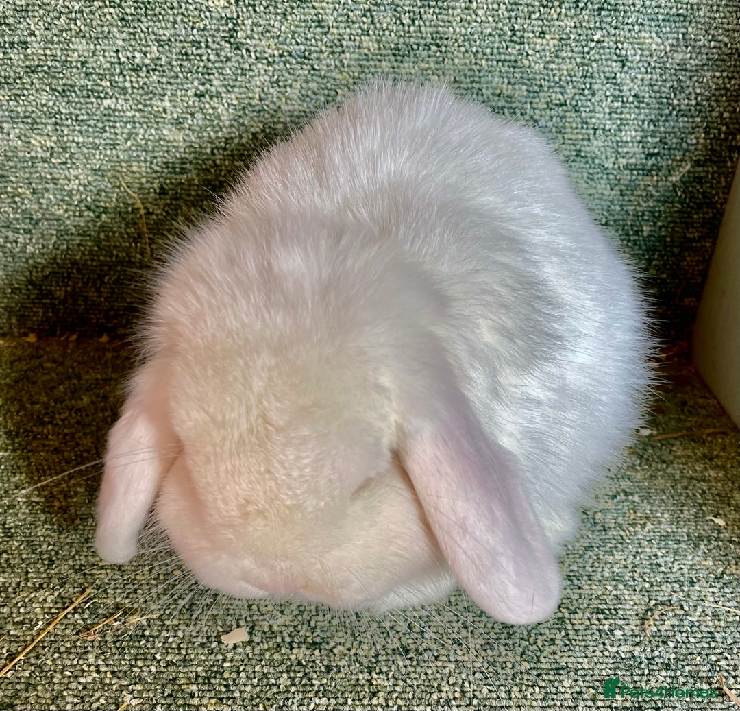 Mini Lop rabbits for sale: Mini lop beautiful show standard boy - Advert 3