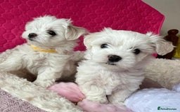 Maltese dogs for sale: Maltese puppies  - Image 2