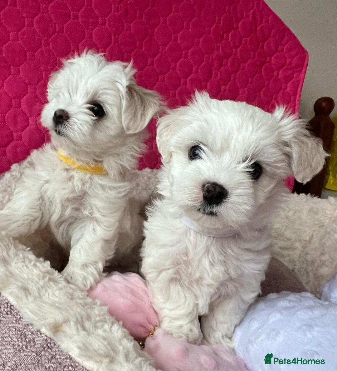 Maltese dogs for sale: Maltese puppies  - Image 2