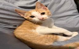 Mixed Breed cats for sale: 2 male kittens - Image 5