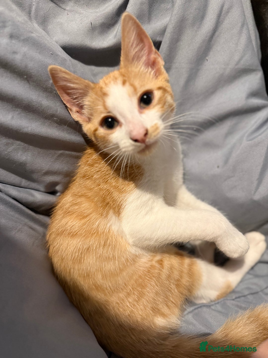 Mixed Breed cats for sale: 2 male kittens - Image 5