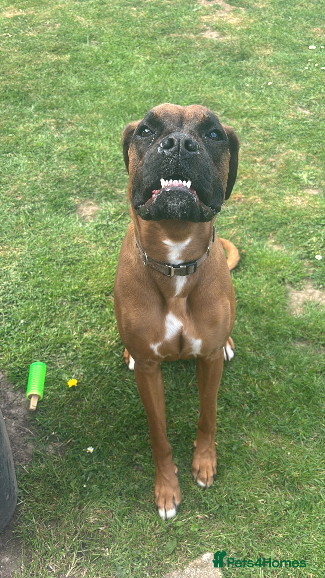 Boxer dogs for sale: Female boxer for sale  - Image 9