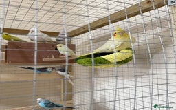 Budgerigars birds for sale: Birds - Image 6