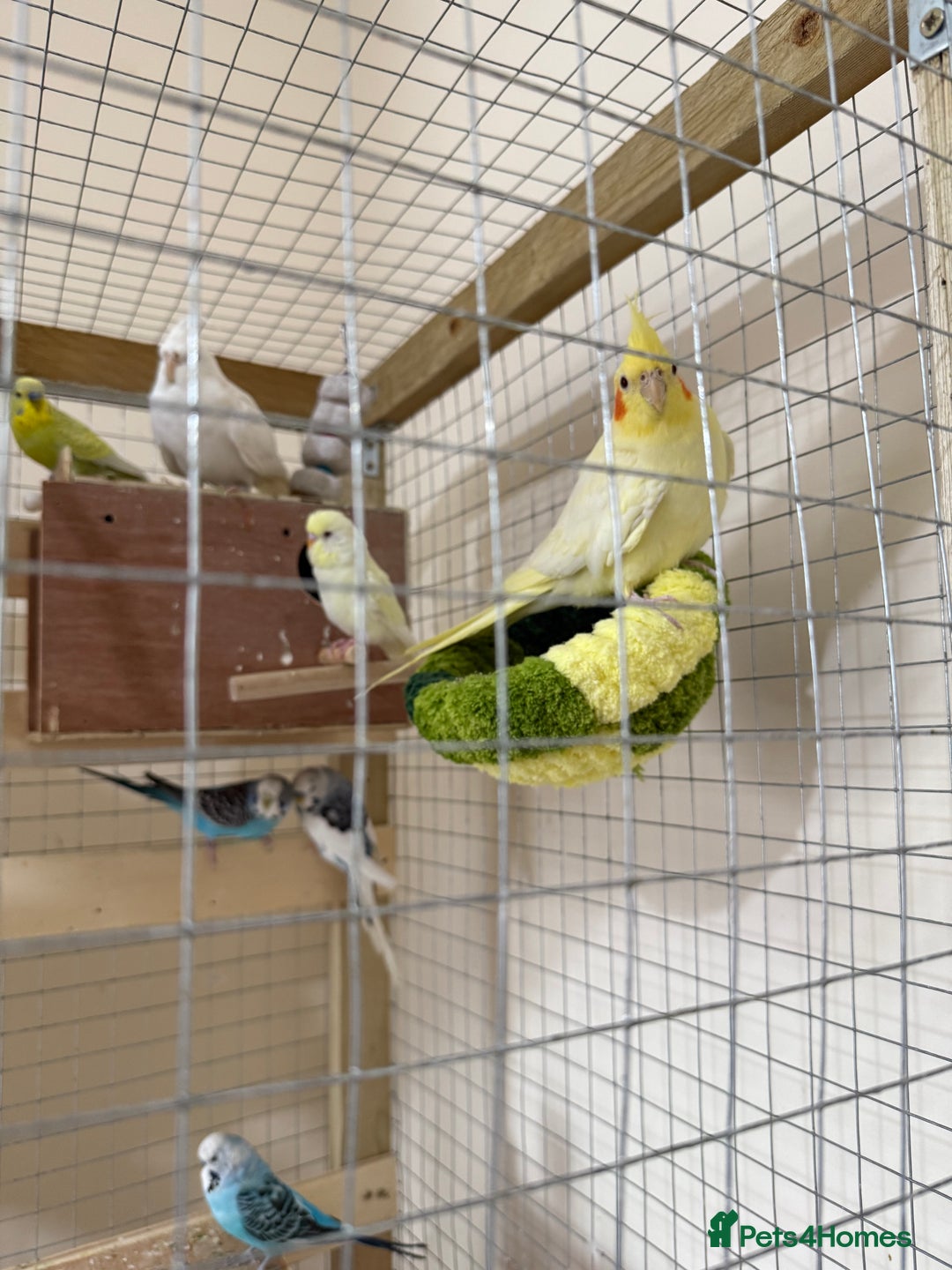 Budgerigars birds for sale: Birds - Image 6