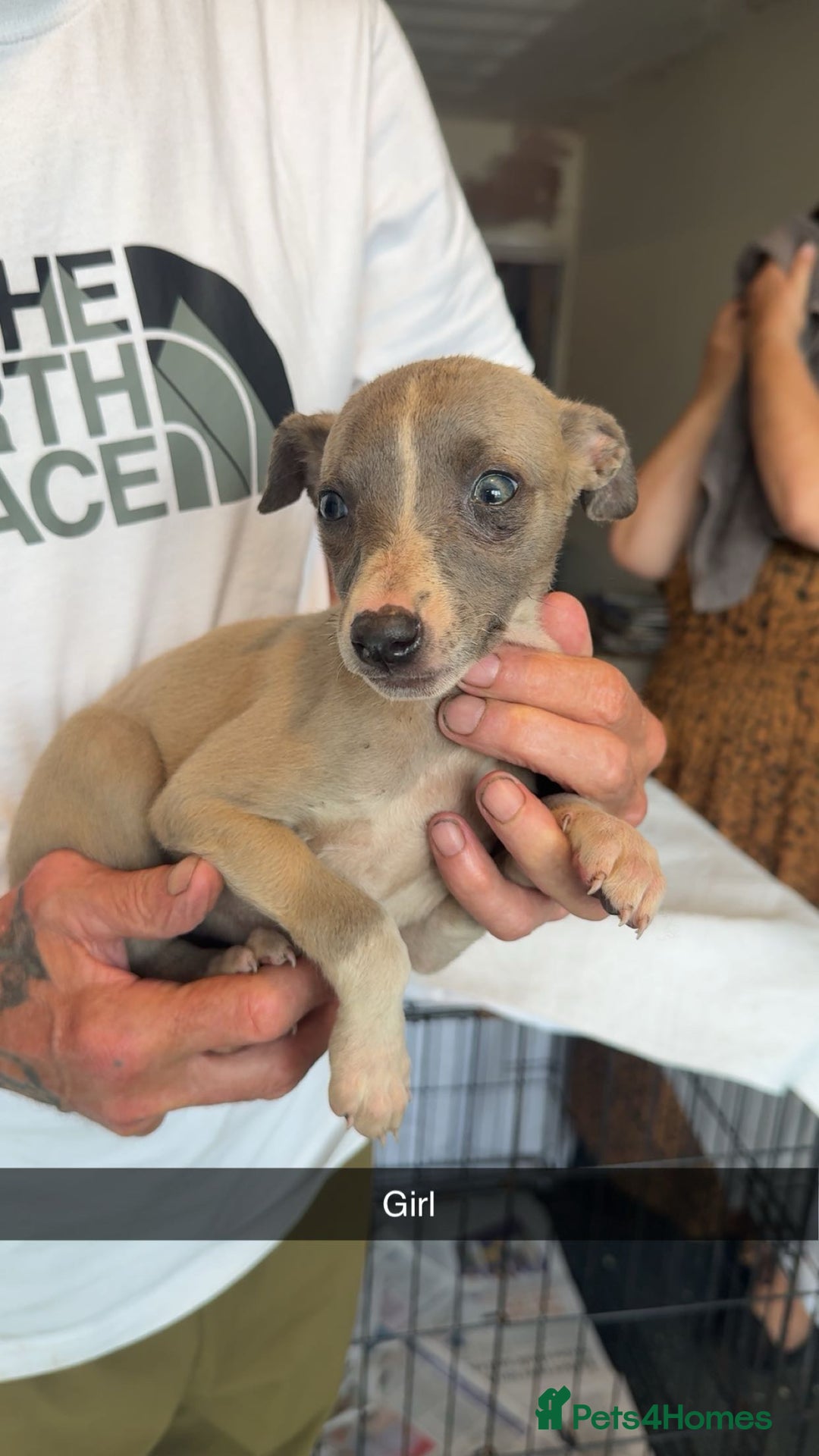 Whippet dogs for sale: Whippet pups  - Image 8