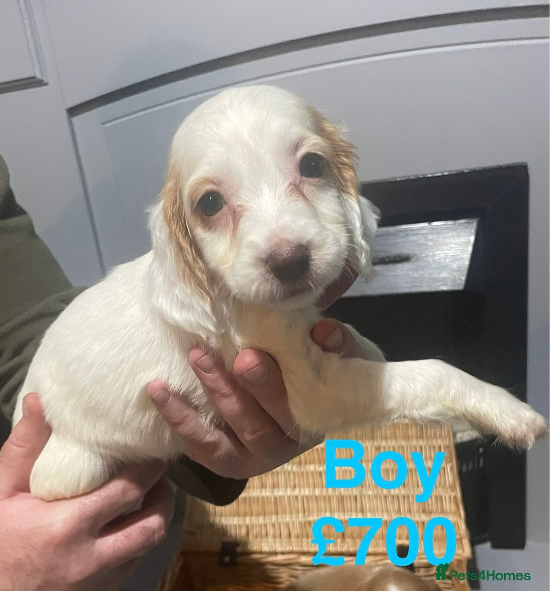 Cocker Spaniel dogs for sale: Stunning cocker spaniels puppies - Advert 12