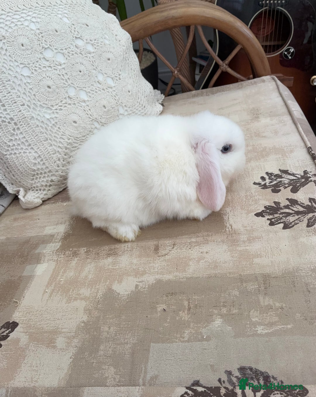Mini Lop rabbits for sale: White Mini  Male Lop - Advert 2